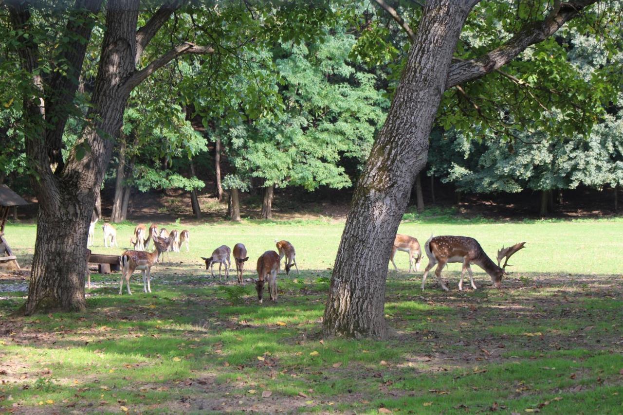 Ferienhaeuschen Gruber Villa Loosdorf Bagian luar foto